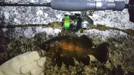 八木メバリング！