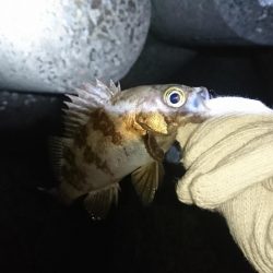 江井ヶ島メバリング