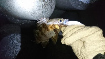 江井ヶ島メバリング