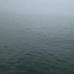 青物調査　ミニツバスゲット