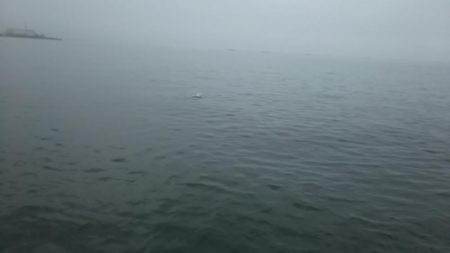 青物調査　ミニツバスゲット