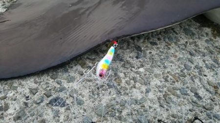 エイ、エイ、エイ