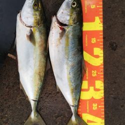 青物の引きを堪能