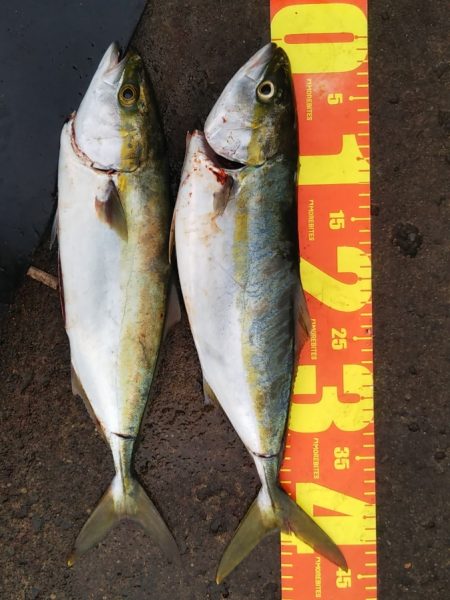 青物の引きを堪能