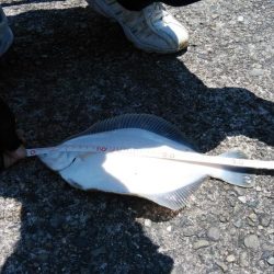 播磨新島のキス調査