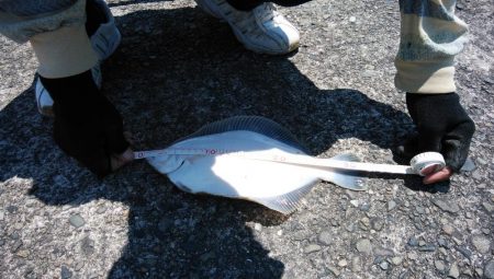 播磨新島のキス調査