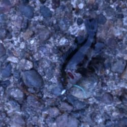 フグの活性高い