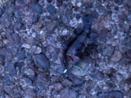 フグの活性高い