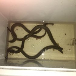 ウナギ〜パート3