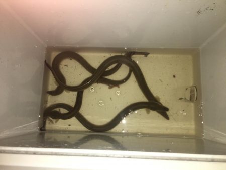 ウナギ〜パート3