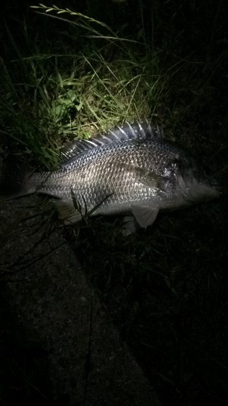 淀川のウナギ  パート2