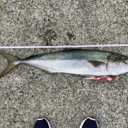 青物ラッシュ!!神戸沖堤防にて