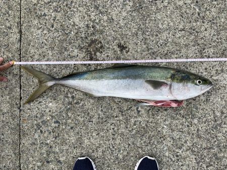 青物ラッシュ!!神戸沖堤防にて