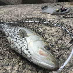 泳がせサイトシーバス