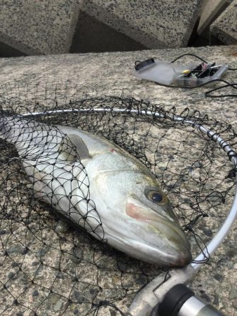 泳がせサイトシーバス