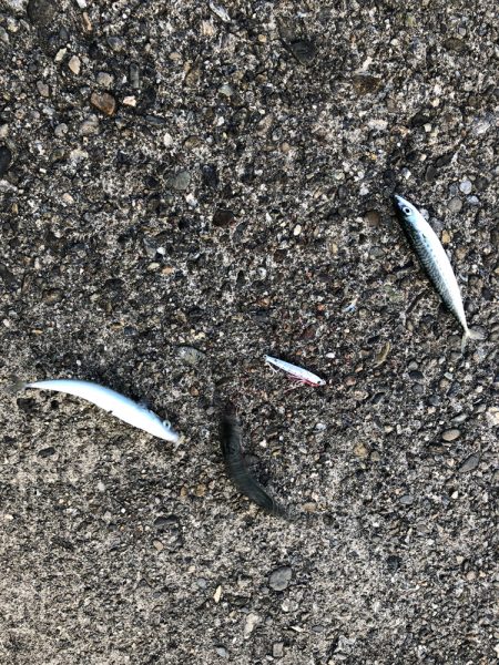朝マヅメ5目釣り
