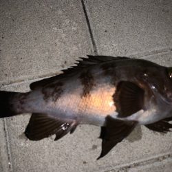 25㎝以上　サイズアップ