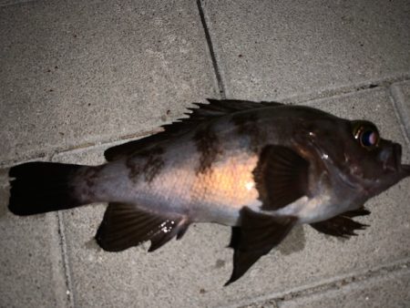 25㎝以上　サイズアップ