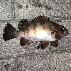 シーバスを狙ってみた