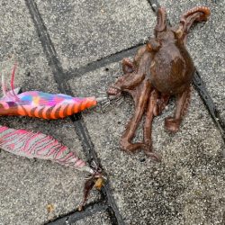 タコ釣り　まだ早いかな