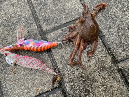 タコ釣り　まだ早いかな