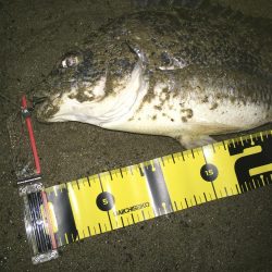 2020 キビレ調査NO、1