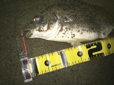 2020 キビレ調査NO、1