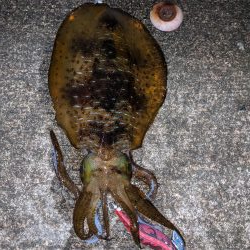 キロアップならず