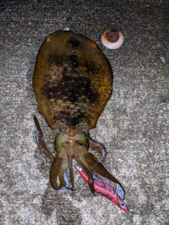 キロアップならず