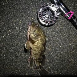 南港へち釣行 (2020/05/17 南港ヘチ釣り キビレチヌ(42cm)タケノコメバル22cm、良ガシラ 釣果有り)