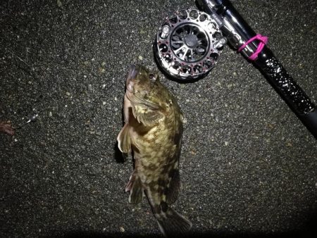 南港へち釣行 (2020/05/17 南港ヘチ釣り キビレチヌ(42cm)タケノコメバル22cm、良ガシラ 釣果有り)