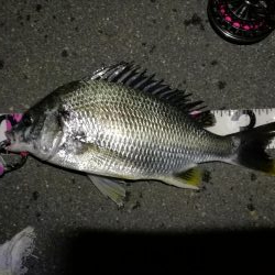 2020/05/23 南港ヘチ釣り　キビレチヌ（40cm,35cm）釣果有り）