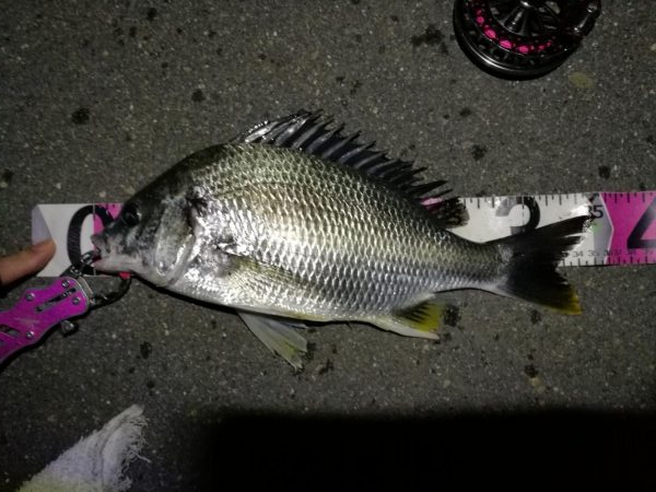 2020/05/23 南港ヘチ釣り　キビレチヌ（40cm,35cm）釣果有り）