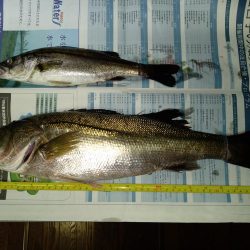 バチ抜けシーバス