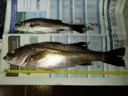 バチ抜けシーバス