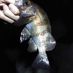 解除後、初メバル