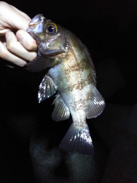 解除後、初メバル