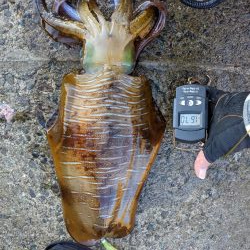 今季の記録アオリ