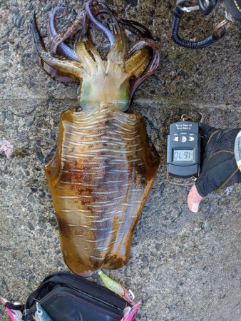 今季の記録アオリ