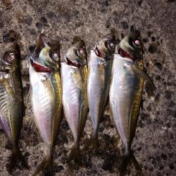 本命は釣れず…