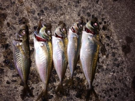 本命は釣れず…