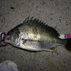 南港へち釣行(2020/05/30 南港ヘチ釣り キビレチヌ(44cm,43cm~)ガシラ23.5cm 釣果有り)