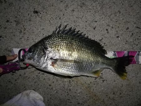 南港へち釣行(2020/05/30 南港ヘチ釣り キビレチヌ(44cm,43cm~)ガシラ23.5cm 釣果有り)