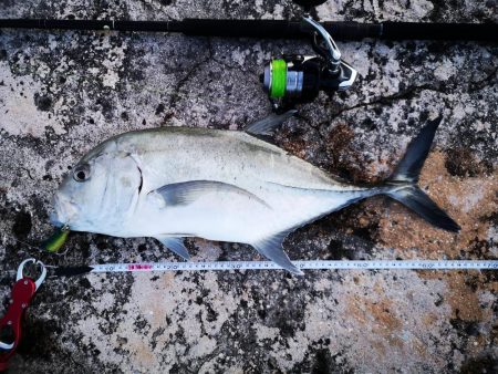 半年ぶりに釣れましたロウニンアジ