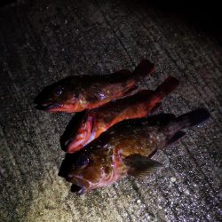 アジング→メバリング→ガシリング