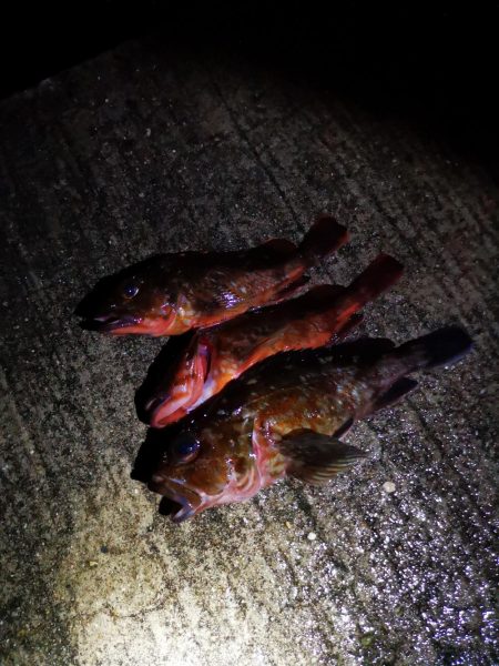 アジング→メバリング→ガシリング