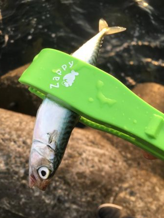 久々で楽しいっす！