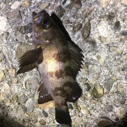 ぼちぼちでした