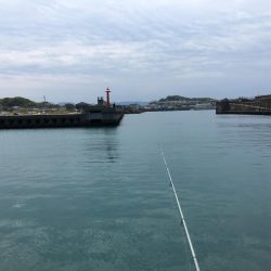 コサバ200匹、キス7匹