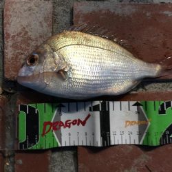 真鯛、良型アジ（28㎝）